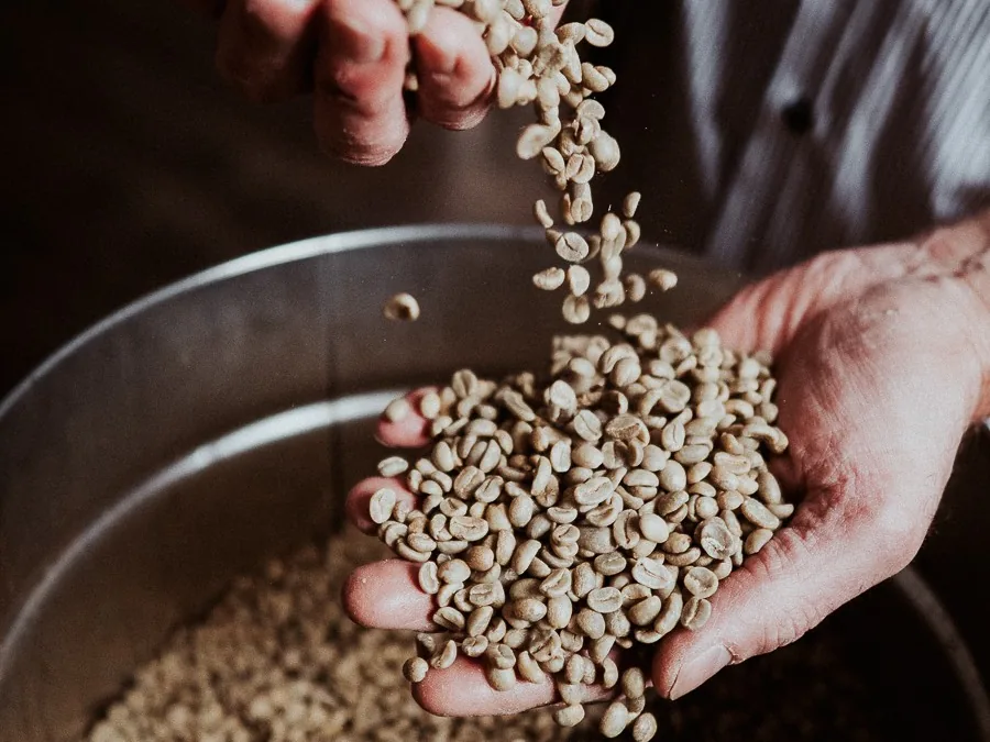 Rohkaffeebohnen fallen aus einer Hand in die andere, darunter die gefüllte Trommel des Rösters